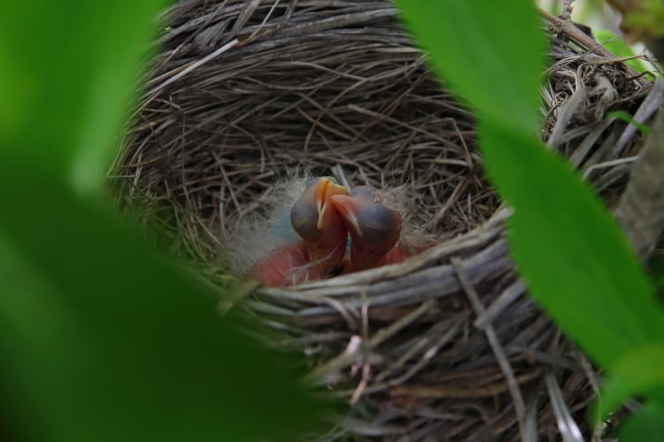 Baby Birds Out of the Nest
