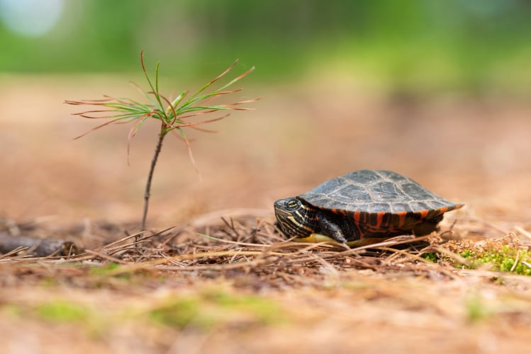 Small turtles that live in freshwater are called cheap
