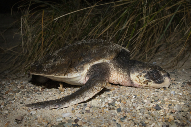 Shut Turtle A Dramatic Start to the Cold-Stunned Sea Turtle Season