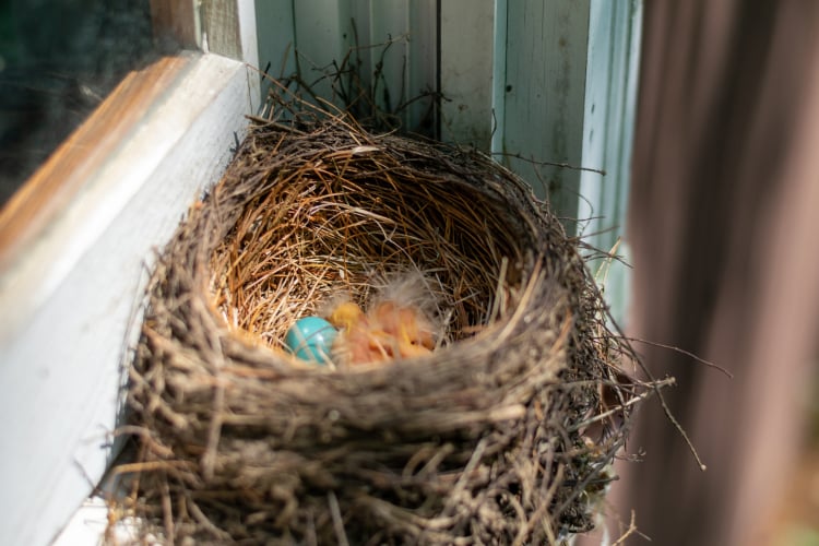 Bird Nest Situations & Solutions