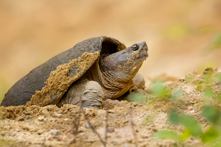 What to Do if You Find a Snapping Turtle