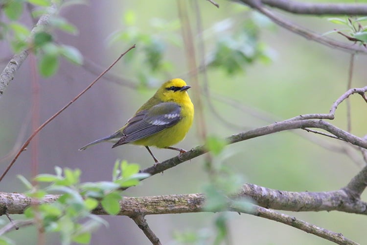 Blue-winged Warbler © Devin Griffiths