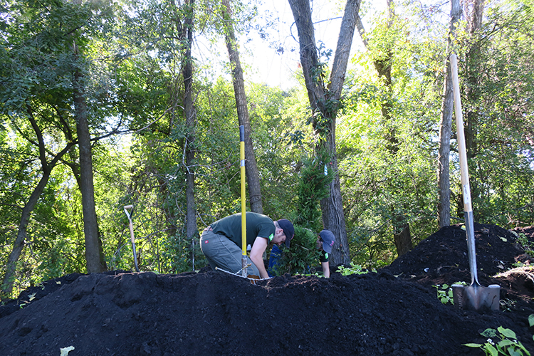 Planting a Tree