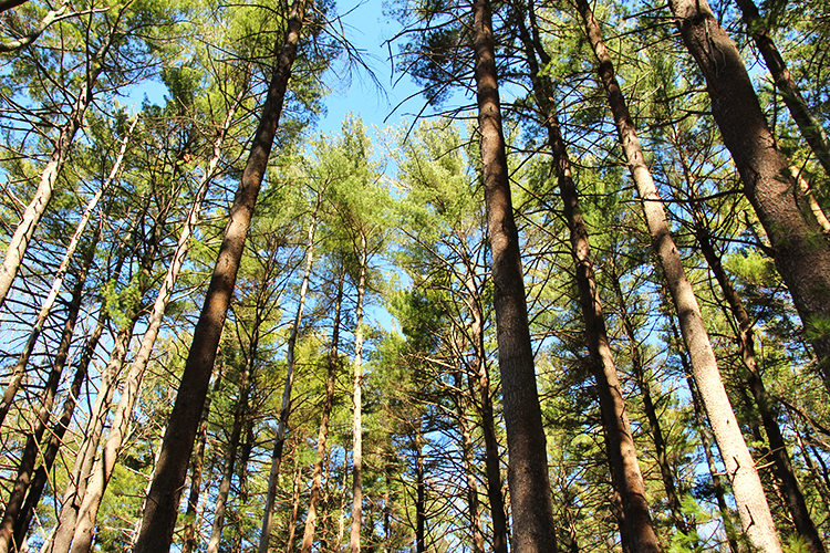 Looking up at the forest canopy at Broadmoor Wildlife Sanctuary in spring