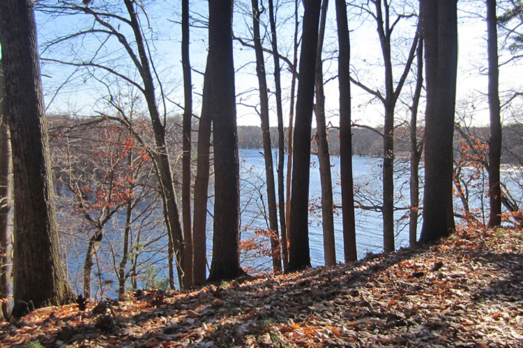 Brewster's Woods looking down at the Concord River