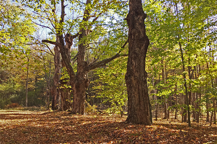 Early fall at Whetstone Wood Wildlife Sanctuary