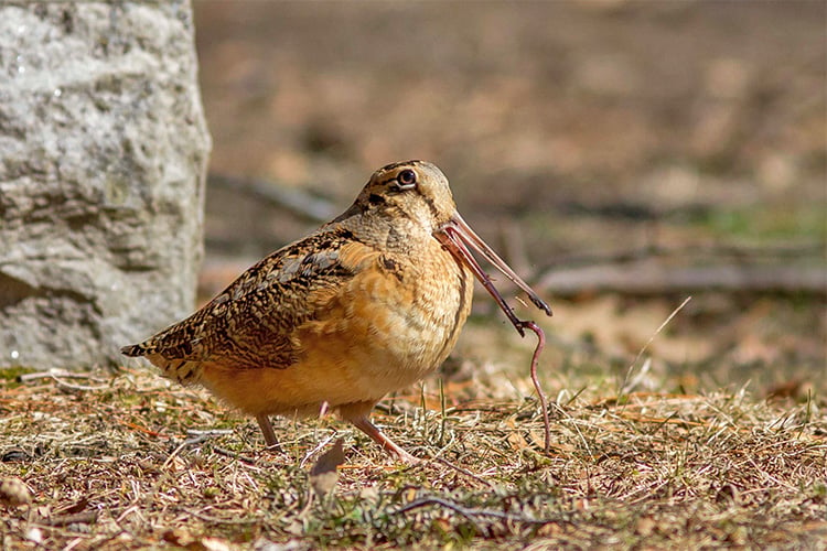 American Woodcock catching a worm © Anna Jarosinski