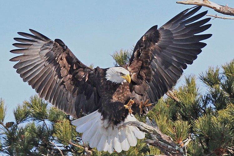 Bald Eagle © Joseph Cavanaugh