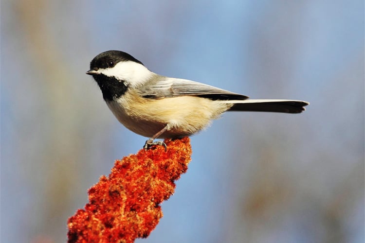 Black-capped Chickadee on sumac flowers