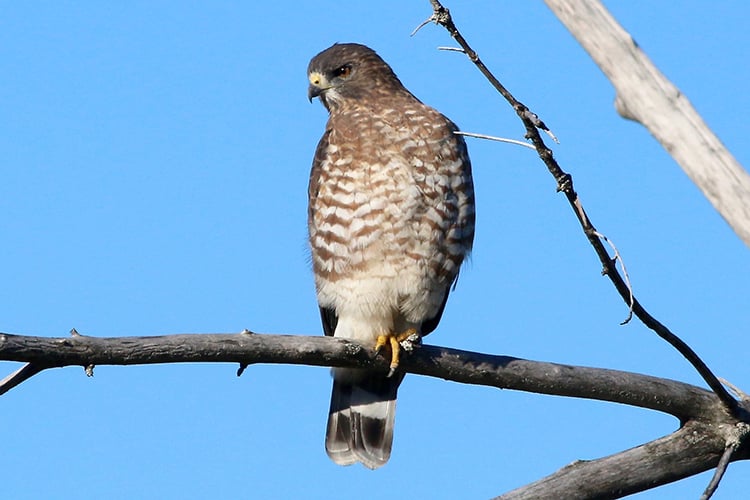 Broad-winged Hawk perched on snag © Brian Rusnica