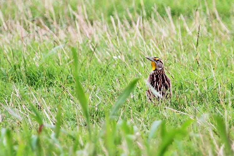 Eastern Meadowlark by David Larson