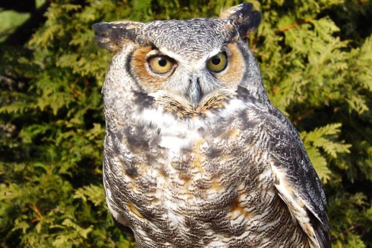 Great Horned Owl closeup