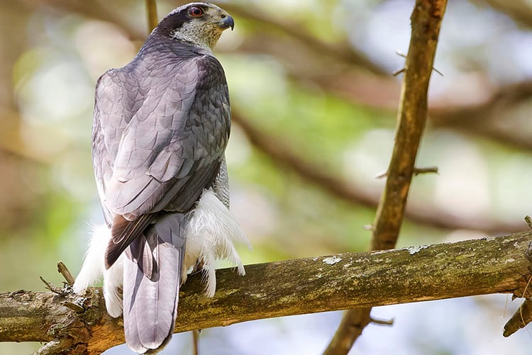 Northern Goshawk adult © Phil Brown