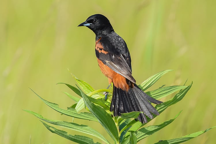 Orchard Oriole male © Amy Powers-Smith