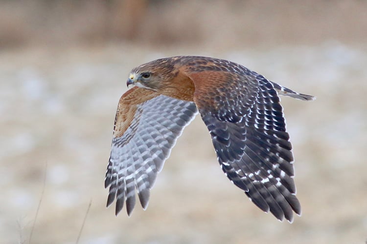 Red-shouldered Hawk adult in flight © Brian Rusnica