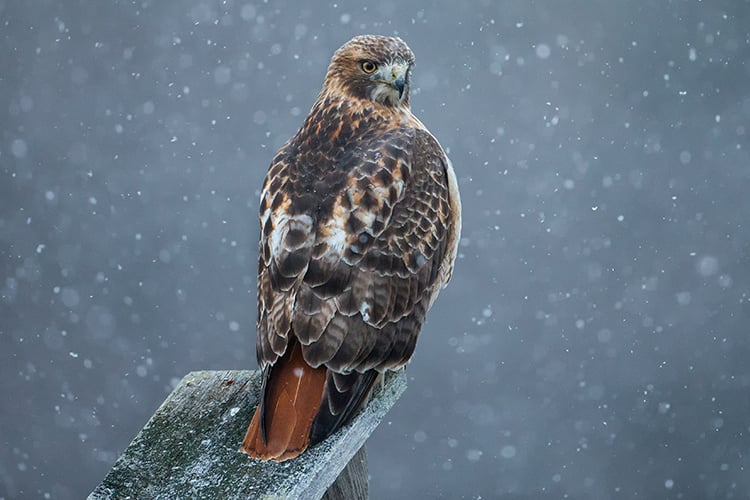 Red-tailed Hawk adult perched while snow is falling © Christopher Ciccone
