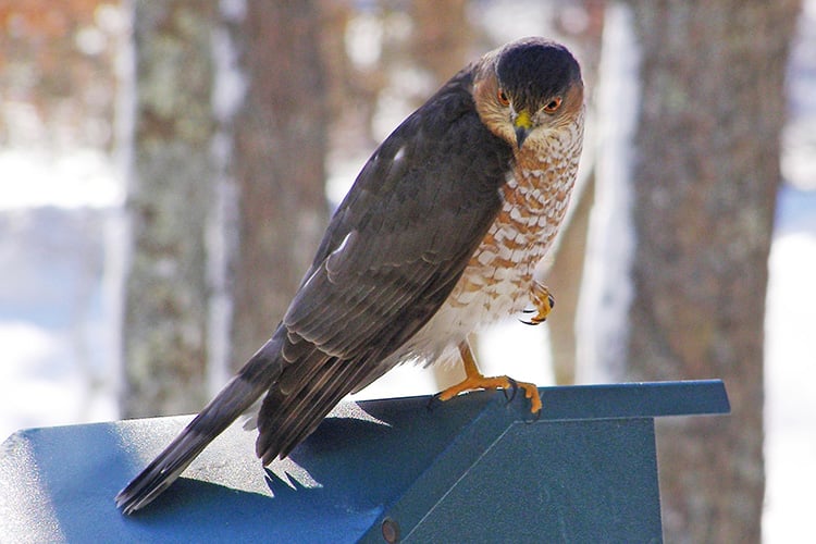 Sharp-shinned Hawk adult on a birdfeeder © Cheryl Hempen