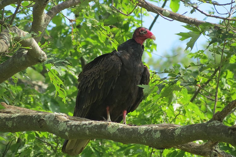 Turkey Vulture on a tree branch © Verne Arnold