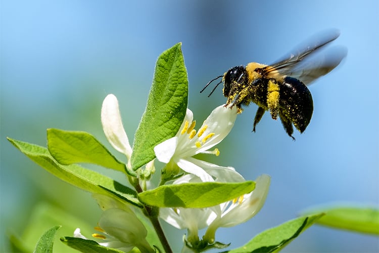 Carpenter Bee with pollen on legs © Meyer Franklin