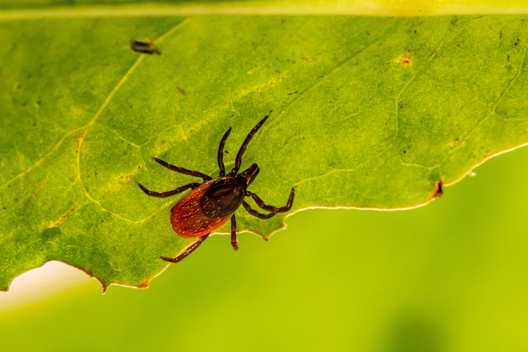 Deer Tick on the underside of a leaf © Erik Karits (via Unsplash)