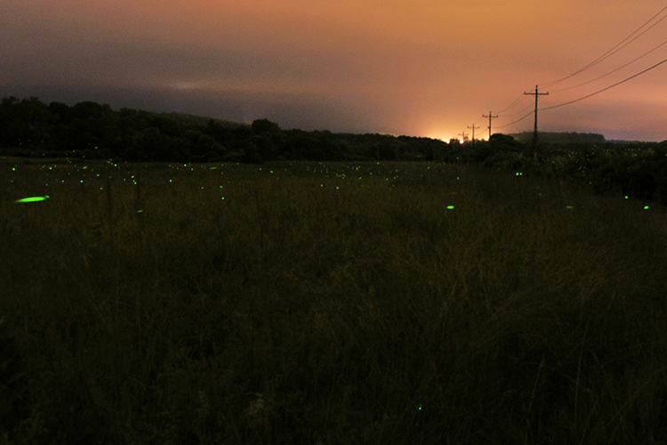 Firefly flashes in a field © Greg Saulmon