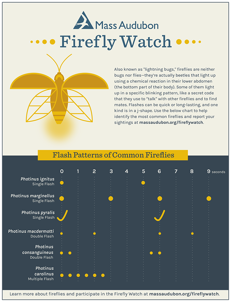Firefly Flashes ID infographic