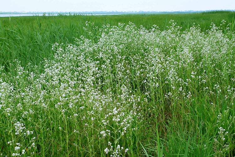 Established stand of Perennial Pepperweed