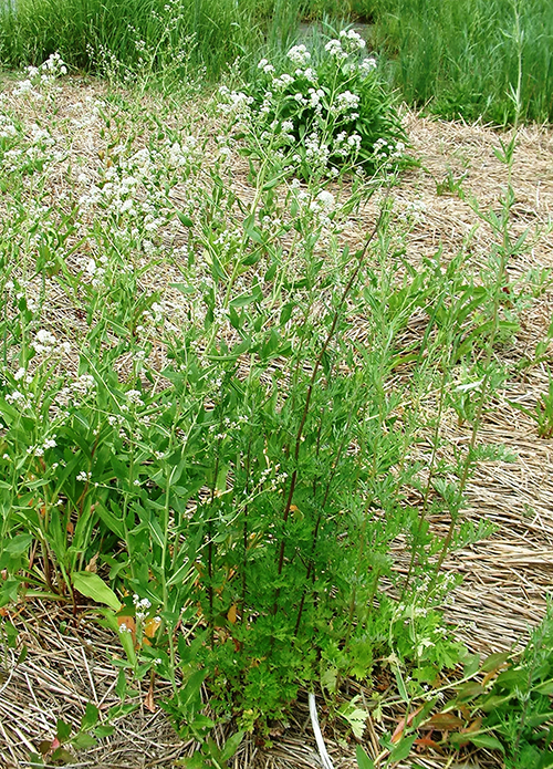 Perennial Pepperweed growth habit
