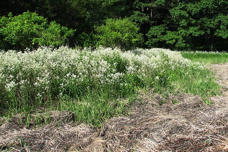 Perennial Pepperweed invading the edge of a salt marsh