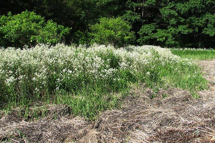 Perennial pepperweed invading the edge of a salt marsh