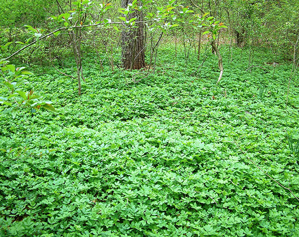 Goutweed invading understory