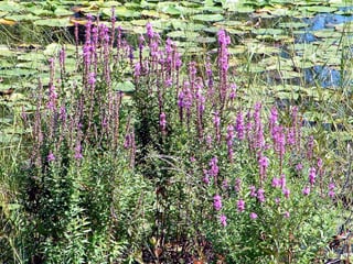 Purple loosestrife growth form