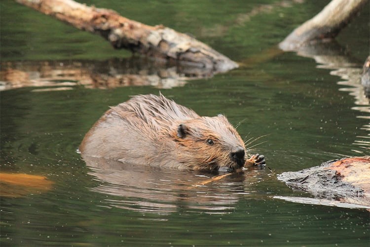 Beaver chewing stick in water © Amy Vaughn 1000