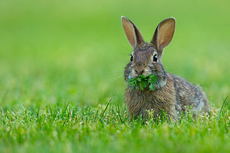 Cottontail rabbit eating leafy greens on a lawn © Raju Murthy