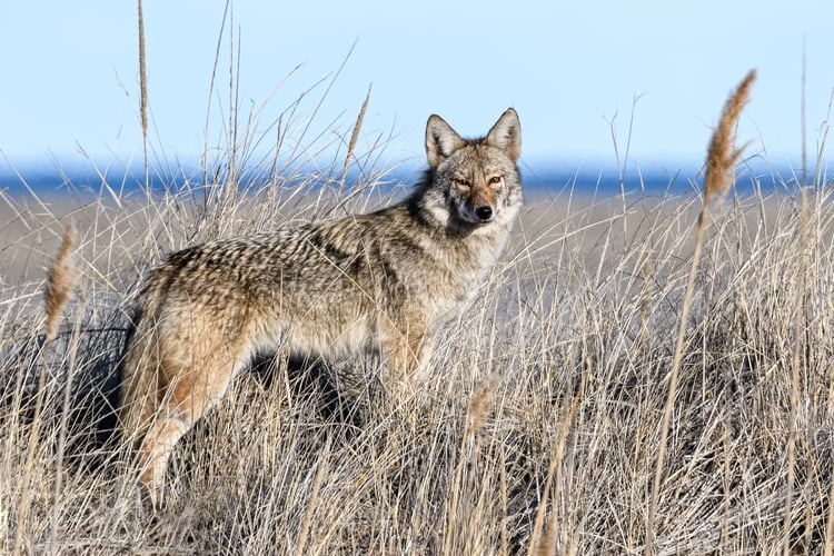 Coyote copyright Nancy Graupner
