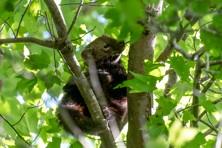 Fisher resting in a tree © Joshua Goddard