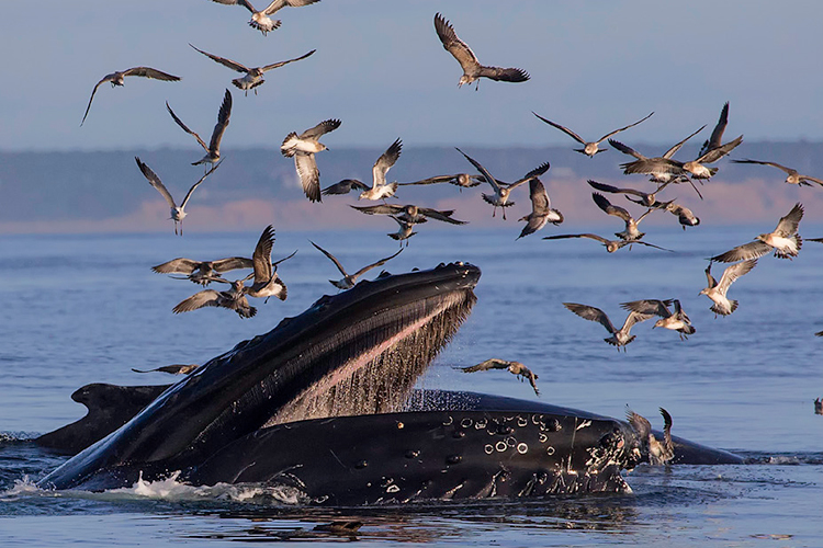 Humpback whales surface feeding while seabirds flock above © Thomas Lebeau