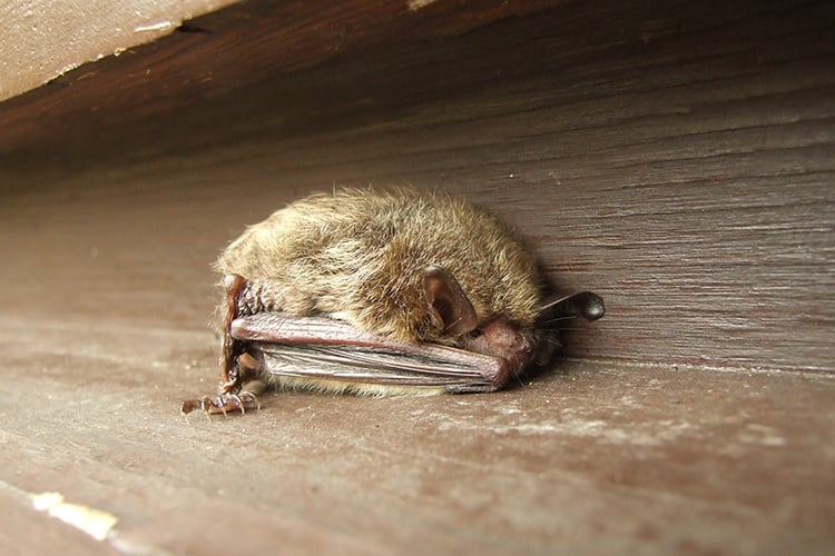 Bat found resting in aa kiosk at Felix Neck Wildlife Sanctuary © Justen Walker  