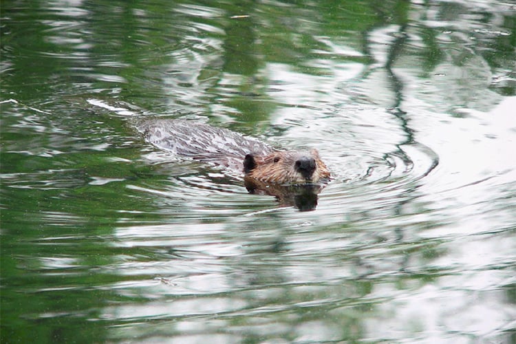 Beaver swimming in the Berkshires