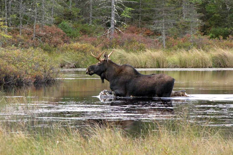 Moose wading in pond © David Govtaski