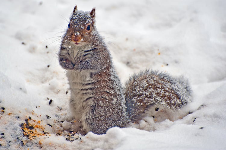 Squirrel digging for seeds in snow © Tania D'Avignon