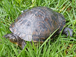 Blandings turtle © Joy Marzolf, Mass Audubon