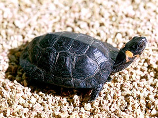 bog turtle © USFWS