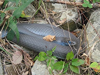 Black racer snake © Dr. Charles F. Smith