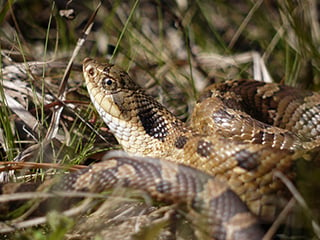 Hognose snake © Rosemary Mosco, Mass Audubon 