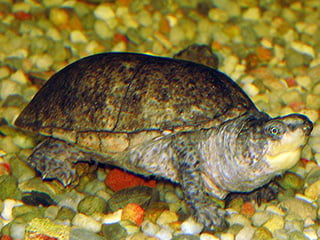 Eastern musk turtle