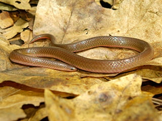 Worm Snake © Tom Tyning westernmassnaturalist.org