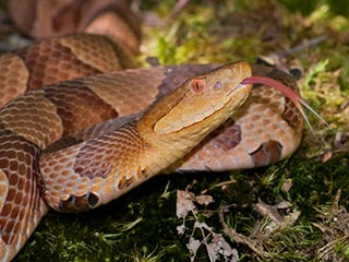 Copperhead Snake © Joy Marzolf, Mass Audubon 