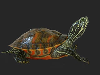 northern red-bellied cooter