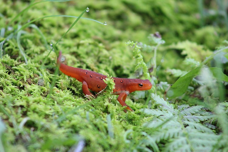 Red Eft resting on top of green moss in summer © Jenn Janaitis